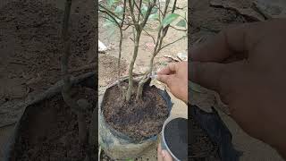 Download lagu Pemberian bubuk asam humat pada tanaman jeruk#s mp3