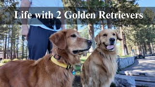 Life with 2 Goldens - South Lake Tahoe, Kiva Beach (doggy heaven), adventures and family time