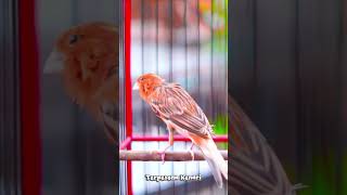 Download lagu Terpesona Kenari,,,Kenari Gacor mp3