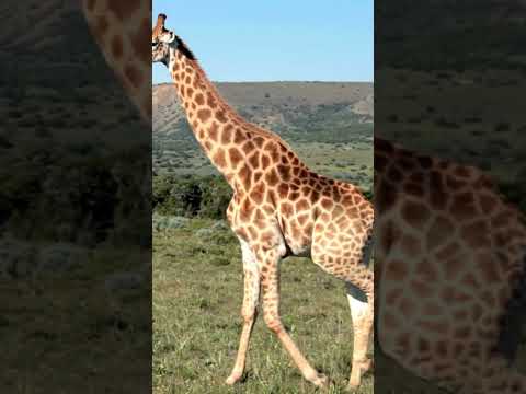 GIraffe sound | GIraffe sound video | GIraffe video #animalsname #animalsouds #animals