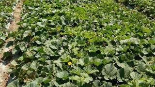 preview picture of video 'Melon LA-02 7 hektar Purworejo'