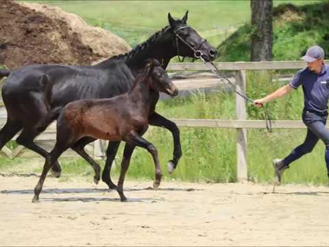 Rocksy von Worrenberg - Rock for ever x Jazz, Stutfohlen, OL