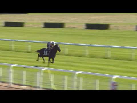 Breeze-Up Osarus 2020 - Lot 42