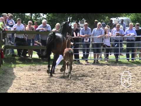 319 Stutfohlen von Casall   Contender   Reichsgraf Apple Geräte HD Höchste Qualität