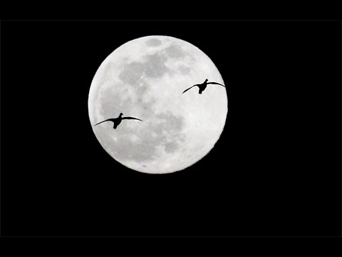 Super Snow Moon 2020 Middle Creek Snow Geese Migration at Pa. Wildlife Management Area | February 8