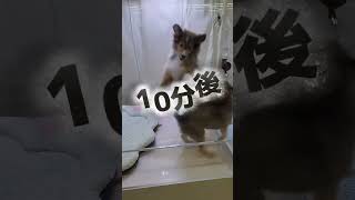 子犬の順応力は凄い！社会性を身に着ける瞬間！ #犬のいる暮らし