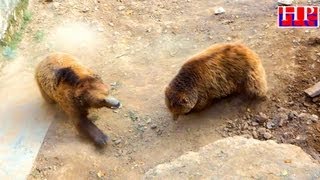 preview picture of video 'FIGHT OF  BROWN BEAR HIMALAYAN'