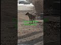 Cute Dog Want Where Going Whos That Dog PetLover FamilyDog Hammyandolivia CuteAnimals Nature Trendin