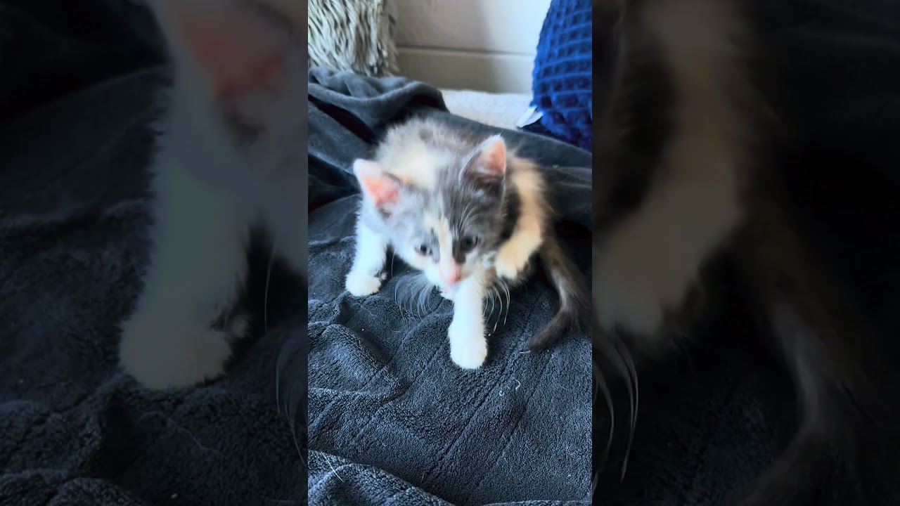 Figaro, a ADOPTABLE Domestic Medium Hair in HUNTINGTON BEACH, CA video 2/6