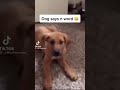 Dog Says N Word Shorts Funny Dog Pets