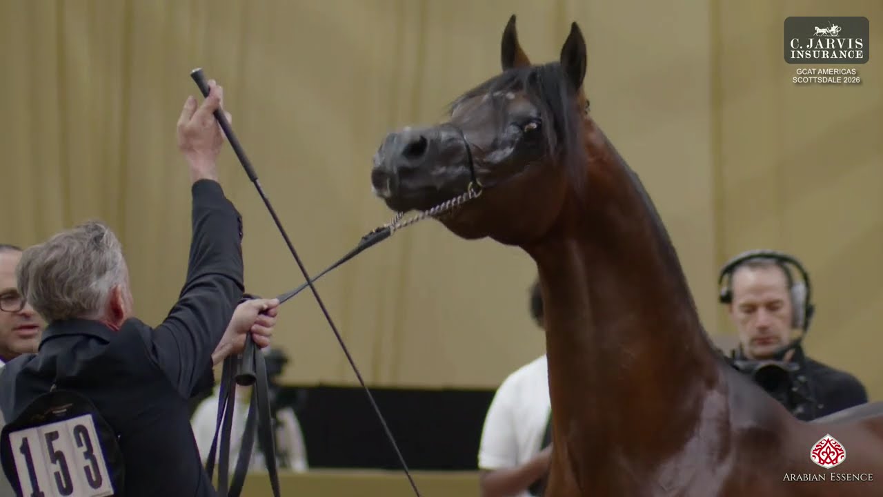 GCAT Americas Scottsdale 2026   Class   6B