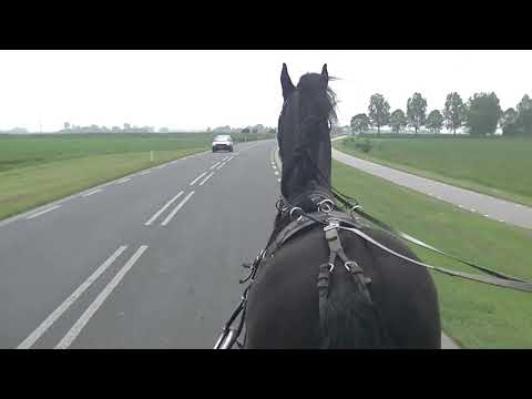 Stal Okkema's Zepp (Onne) - gelding - 2015 - driving single