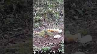 Sabiá Laranjeira Cantando Na Floresta! 🐦🐒#shorts #viral #shortvideo #viralvideo #youtubeshorts #fyp