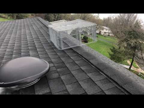 Retrieving a Raccoon and its Kits in Freehold, NJ