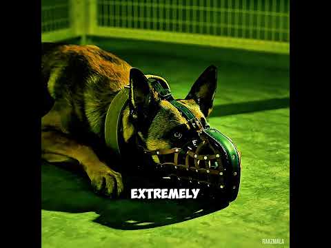 He Trained This Dog for Combat… But What Happened Next Was Unexpected! 🐕😱 #shorts #shortvideo #fyp
