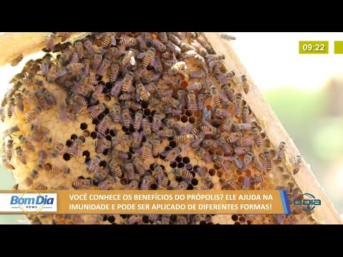 Conheça os benefícios do própolis para a imunidade 05 07 2021