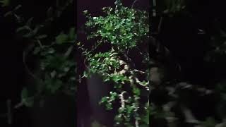 Download lagu SANCANG on The rock #shorts  #storywa mp3