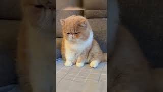 A cute Garfield #funny #cat #pet #cute #kitten #animals #cutecat #fyp