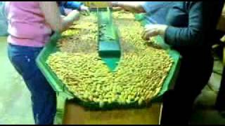 Makin frutta secca - Mandorle sgusciate