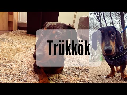 Merlin a tacskó trükkök🐶❤️