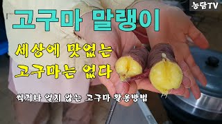고구마말랭이/세상에 맛 없는 고구마는 없다/썩거나 얼지 않는 고구마 활용방법