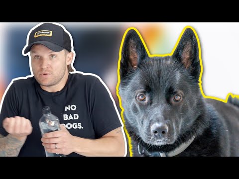 YOUR DOG WON'T LISTEN BECAUSE OF THIS!