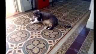 Le chat le plus paresseux du monde !!!