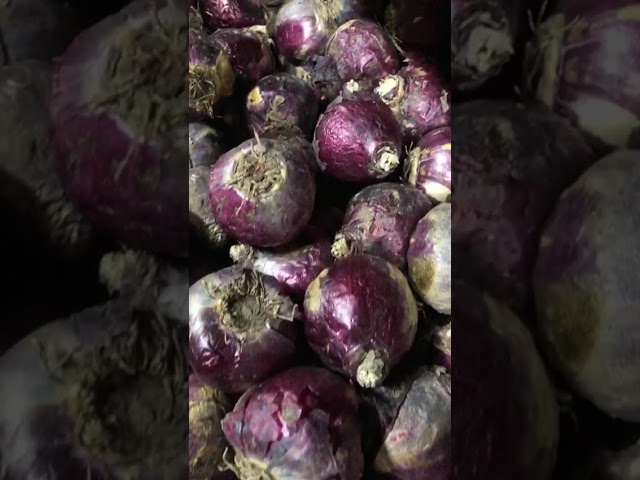 Стандарт поставки видео №1 Гиацинт Блу Перл