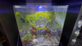 Least Killifish eating Grindal Worms