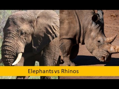 Elephants vs  Rhinos the majestic giants of the wild (Elephant V Rhinos facts)