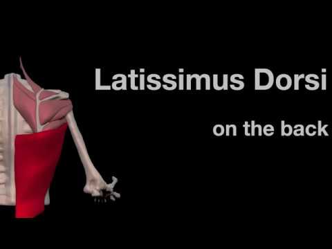 Addome mal di schiena durante la gravidanza Proteina C-reattiva incrementato dolori articolari