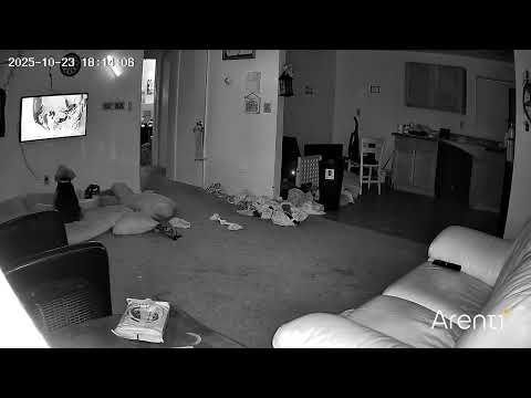 Ozzie watching cats on tv