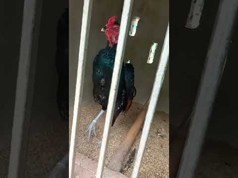 gà chọi đẹp #chicken #gachoivietnam