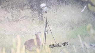 2022 Oregon cougar hunt #2 -“Scar”