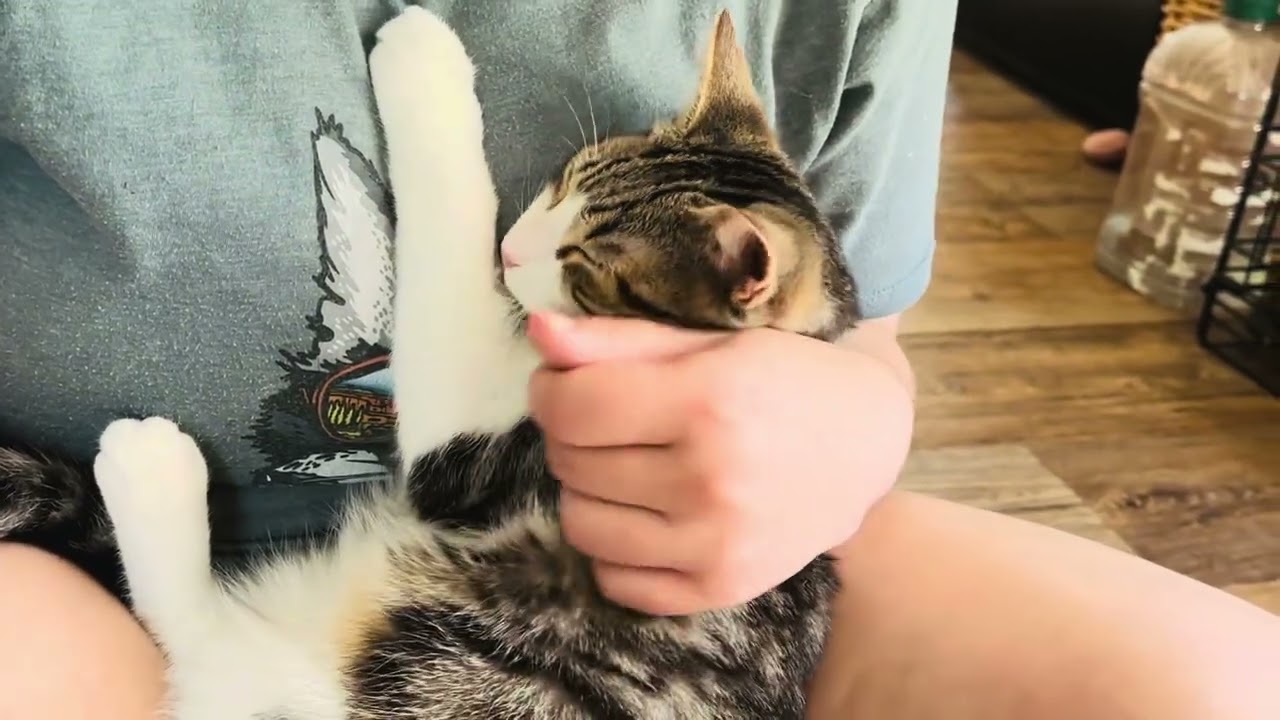 Enlarge Ryland Grace, a Adoptable Domestic Short Hair in Keene, NH video 2/6