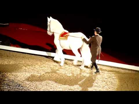 Spanish Riding School in Vienna, Wembley Arena November 2011