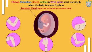 How Your Baby Grows at 9th Week of Pregnancy – Part 3