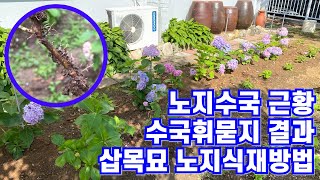 수국삽목, 수국휘묻기 뿌리내린 후 노지에 심는방법!! 폭우속 수국심기!!