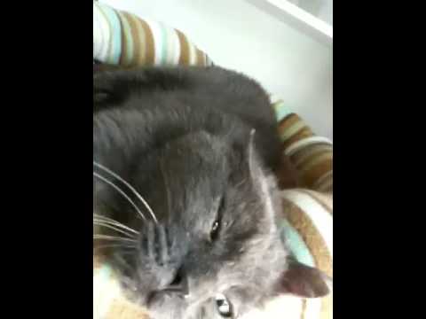 FIV+ cats in the free-roaming cat room at the Humane Society of Indianapolis