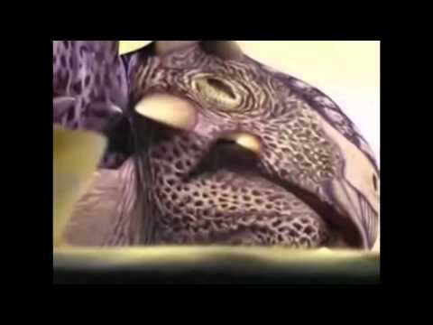 Dinosaur King Tank AMV