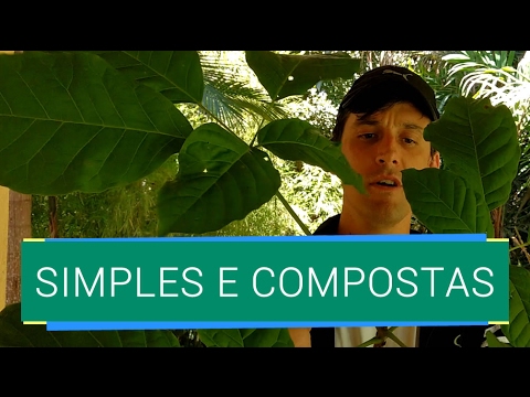 How to differentiate between simple and compound leaves.
