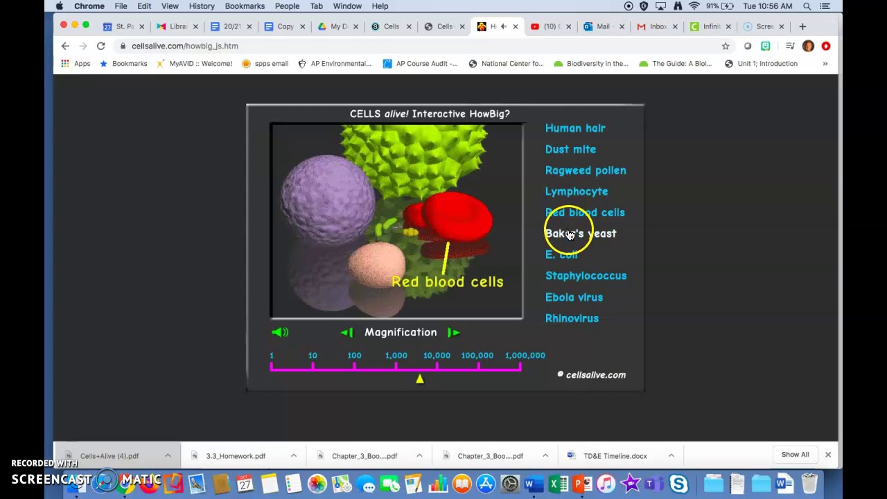 Cells Alive WebQuest Instructions