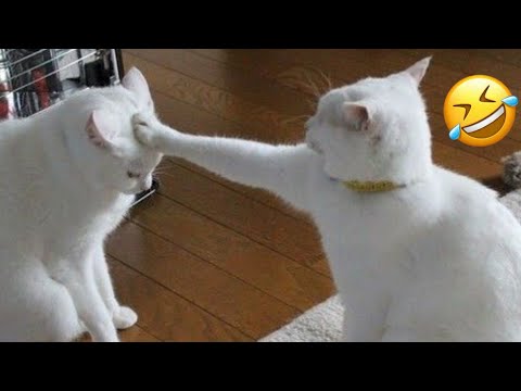 gatos engraçados - tente não rir com os vídeos mais engraçados de 2024