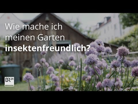 Wie mache ich meinen Garten insektenfreundlich? | #fragBR24💡 | BR24