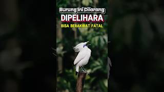 Download lagu Burung Cantik dan indah ini bernama Burung jalak Bali. ia memiliki suara merdu #faktaunik #shorts mp3
