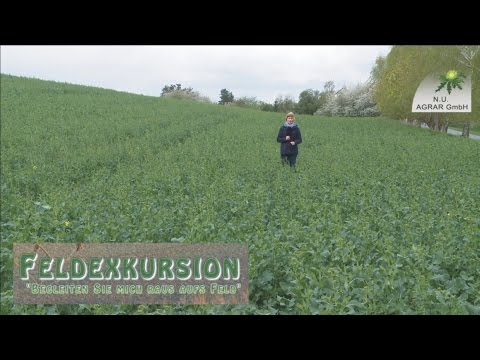61 Feldexkursion: Raps in der Blüte vor Krankheiten schützen - NU Agrar, 19.04.2017