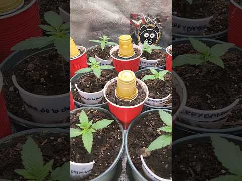 Day 15 from seed Autoflower #spiderfarmerled #sf1000 #Shorts #garden #nature #plants #trending #grow