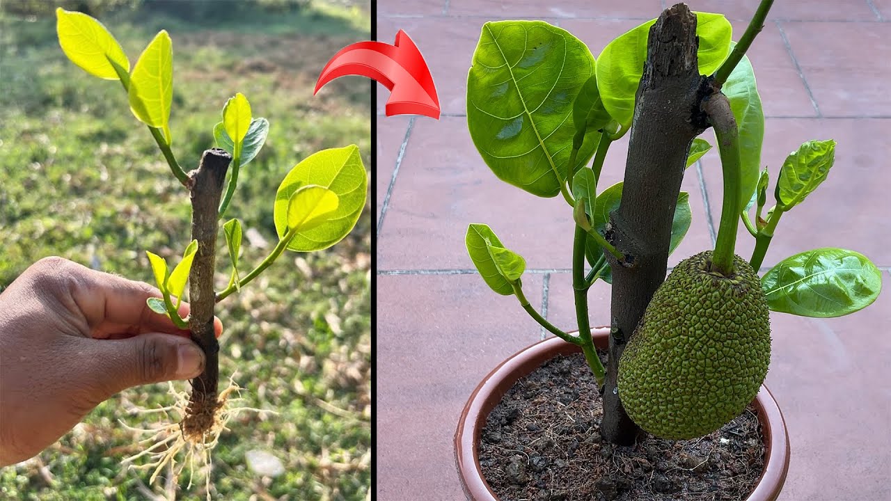 Stimulate jackfruit branches to bear fruit extremely quickly with a unique method