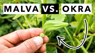 Foraging Common Mallow vs. Okra