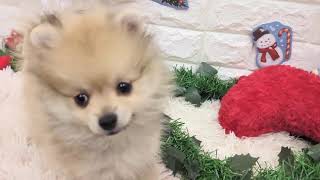 ポメラニアンの動画01